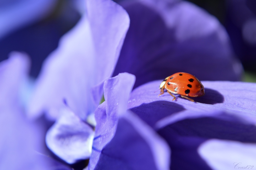 ladybird blog 4